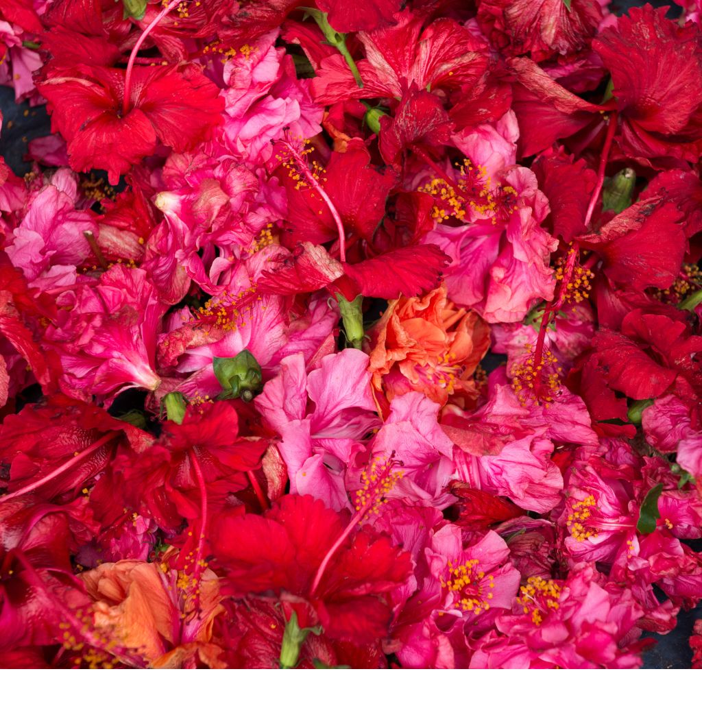 Hibiscus
